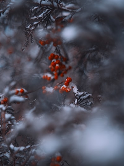 白雪覆盖的红槲寄生